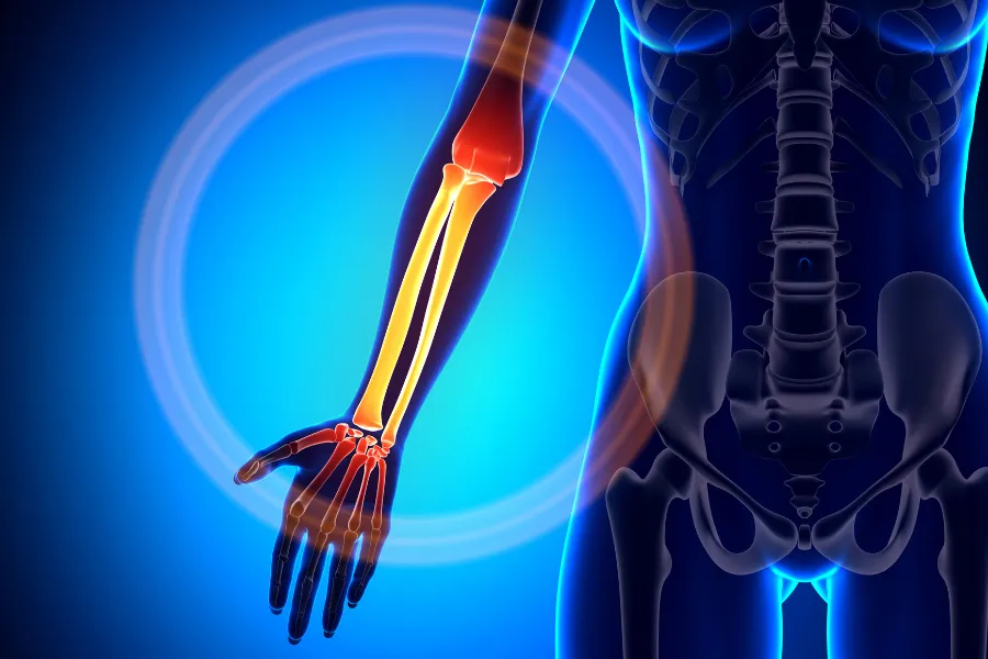 huesos cúbito y radio