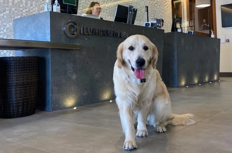 Imagen de un perro en una recepción de un hotel de ILUNION Hotels 